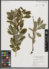 Foto von Salix appendiculata Vill.